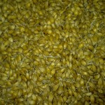 Close-up of malting barley from Laphroaig