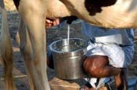 THAVD_MILKING_COW_1240055f